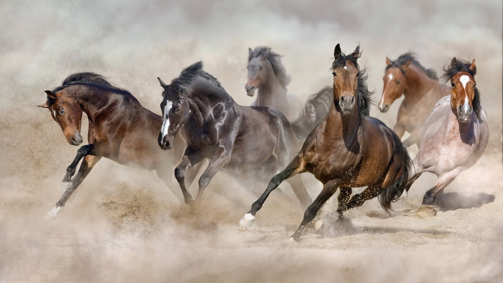 Framed 1 Panel - Galloping Horses