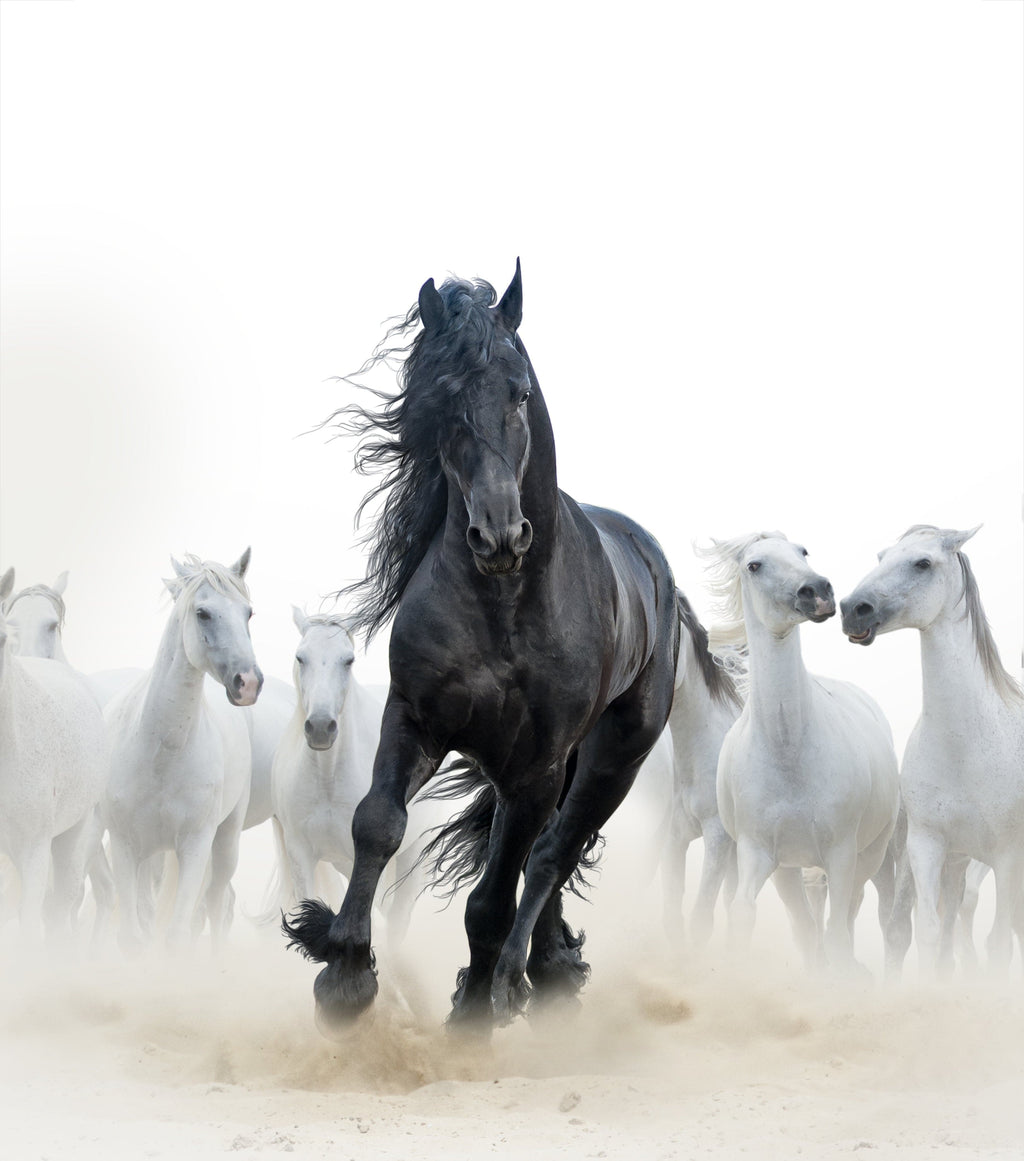 Framed 1 Panel - Black Stallion and White Horses