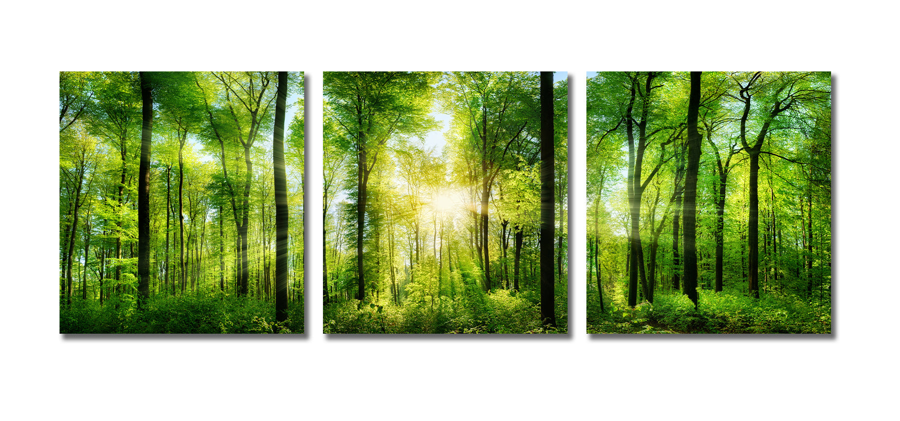 Modern Botanical Canvas Wall Art Print Poster | Home Decor | Stretched 3 Panels - Forest panorama with rays of sunlight