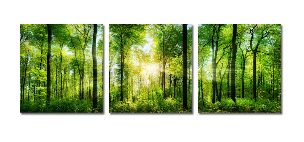 Pine Stretched  Framed 3 Panels - Forest panorama with rays of sunlight