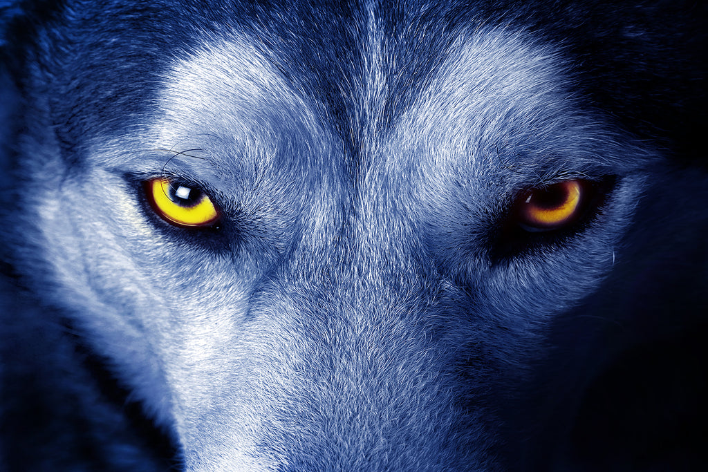 Pine Stretched  Framed 1 Panel - Wolf