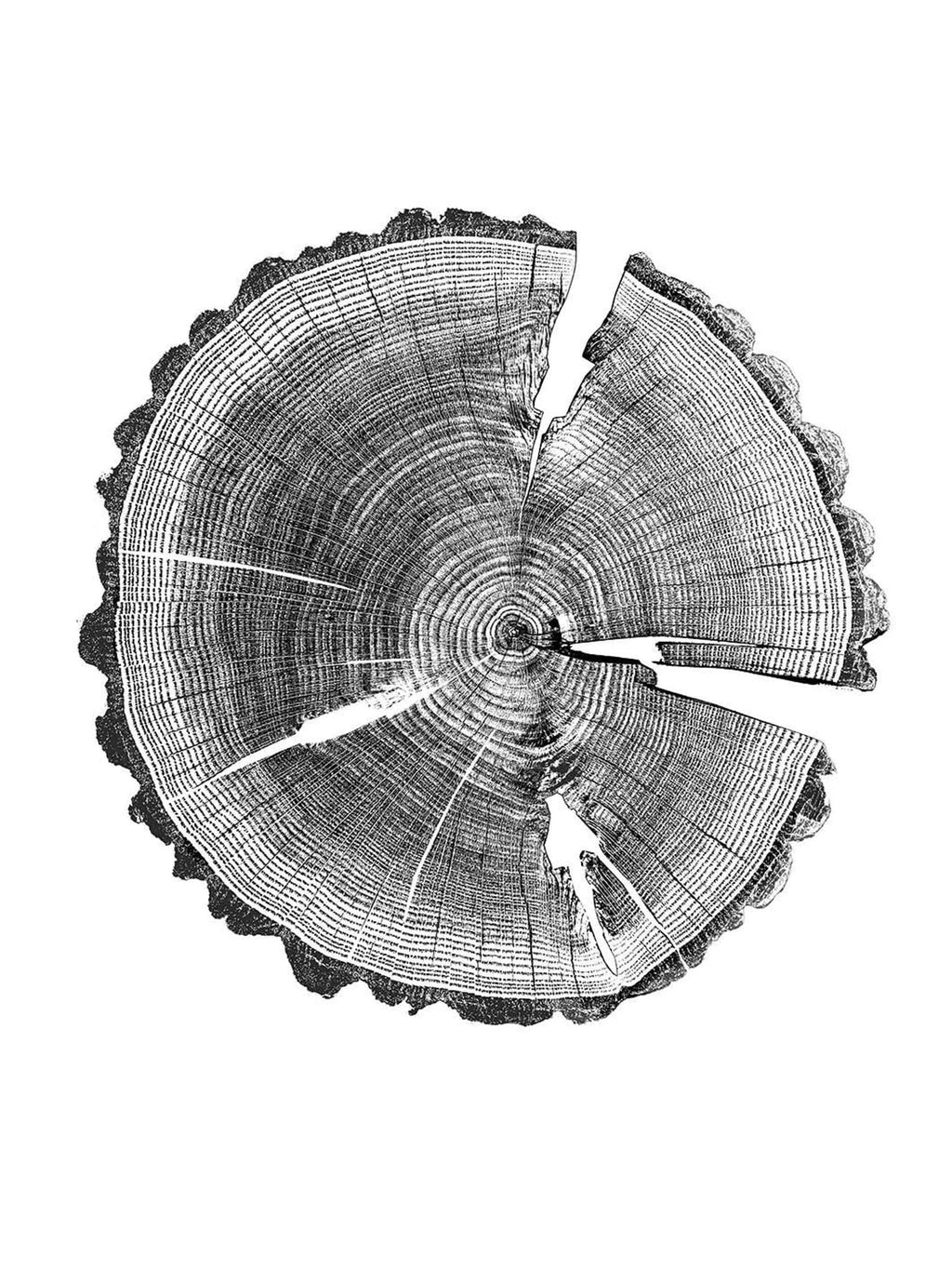 Pine Stretched  Framed 1 Panel - Pine Tree Ring
