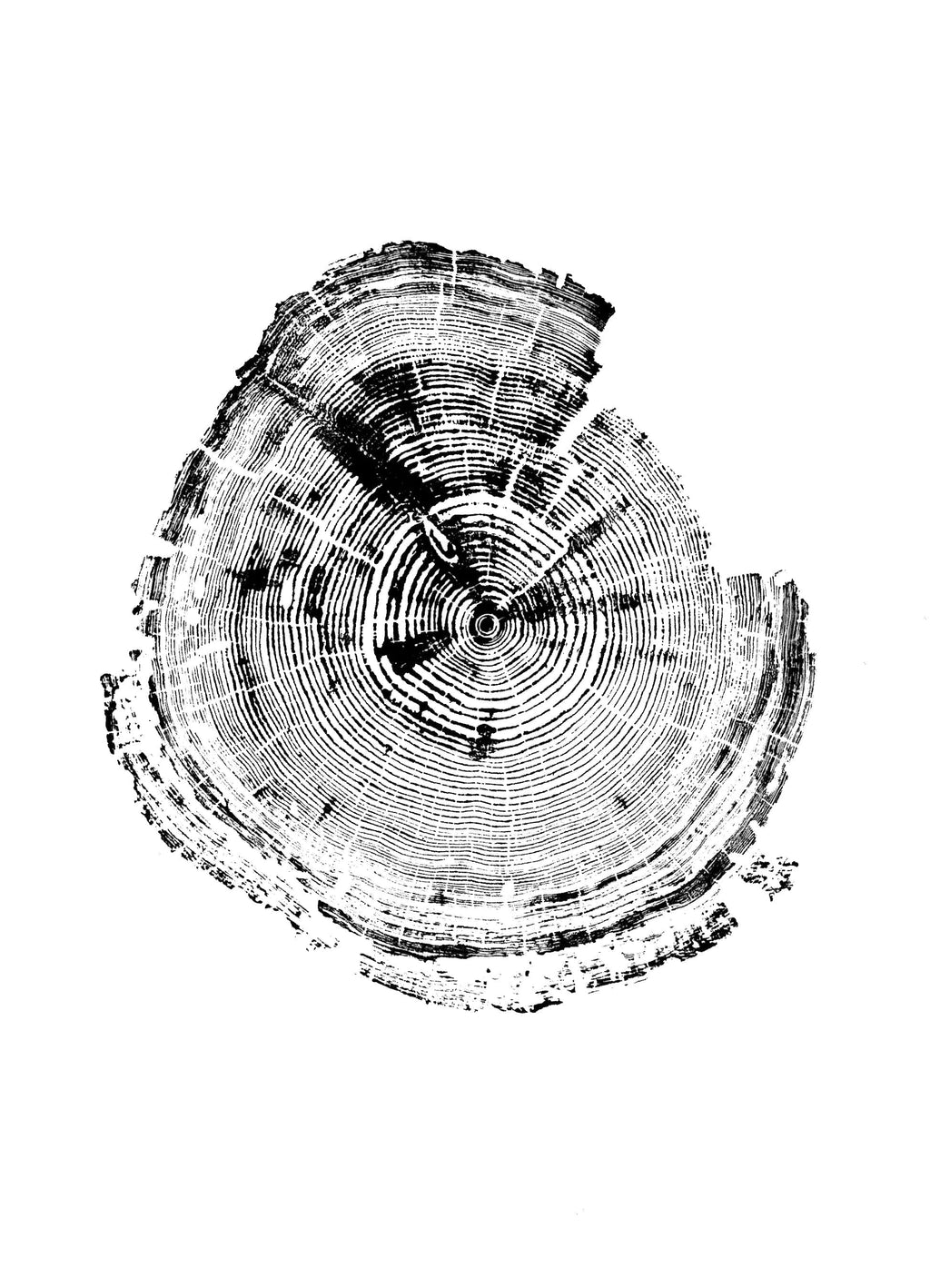 Pine Stretched  Framed 1 Panel - Tree Ring