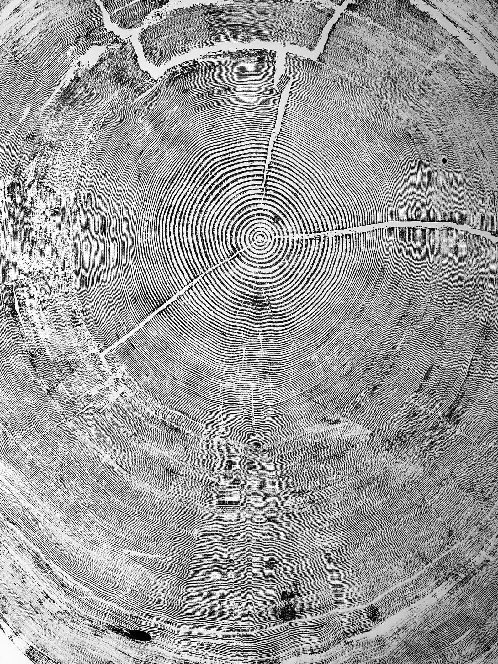 Framed 1 Panel - Tree Ring