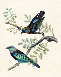 Framed 3 Panels - Azure Blue Tit Birds, Golden Hooded and Masked Tanagers, Cockatiel Birds