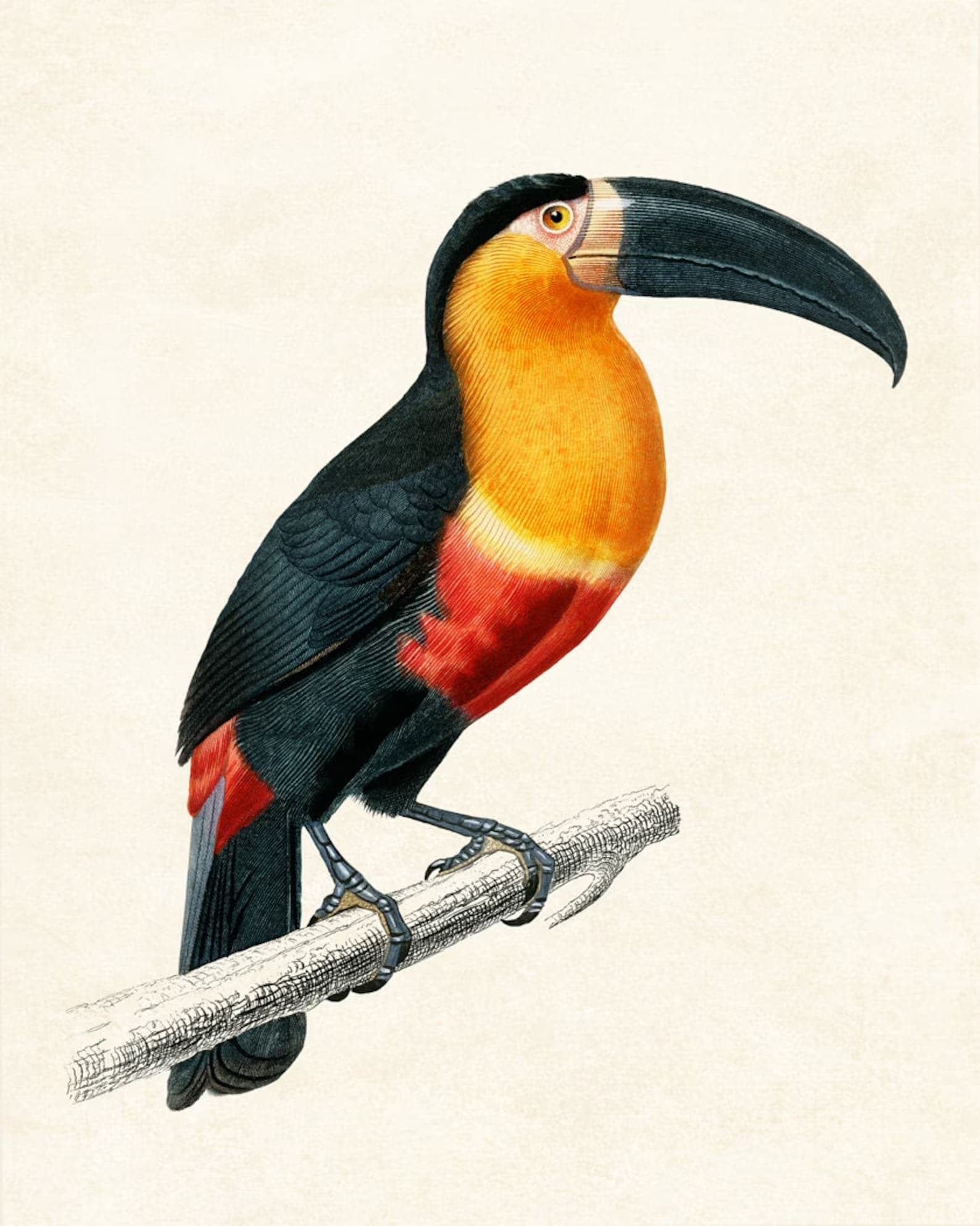Framed 4 Panels - Steller's Jay, Military Macaw, Snowy Owl, Toucan