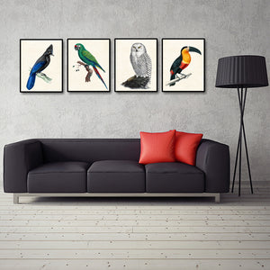 Framed 4 Panels - Steller's Jay, Military Macaw, Snowy Owl, Toucan