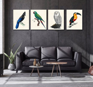 Framed 4 Panels - Steller's Jay, Military Macaw, Snowy Owl, Toucan