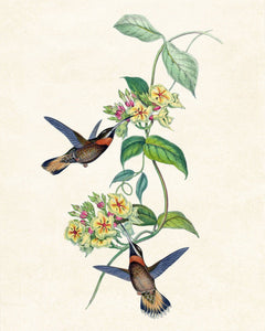 Framed 3 Panels - Hummingbirds, Spotted Tit,  Ruppell's Warbler Birds