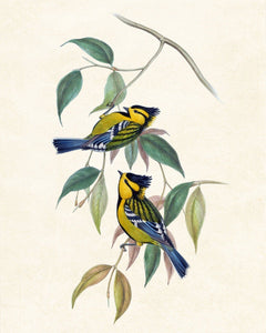 Framed 3 Panels - Hummingbirds, Spotted Tit,  Ruppell's Warbler Birds