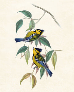 3 Panels - Hummingbirds, Spotted Tit,  Ruppell's Warbler Birds
