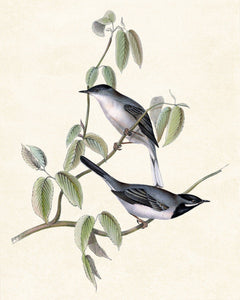 Framed 3 Panels - Hummingbirds, Spotted Tit,  Ruppell's Warbler Birds
