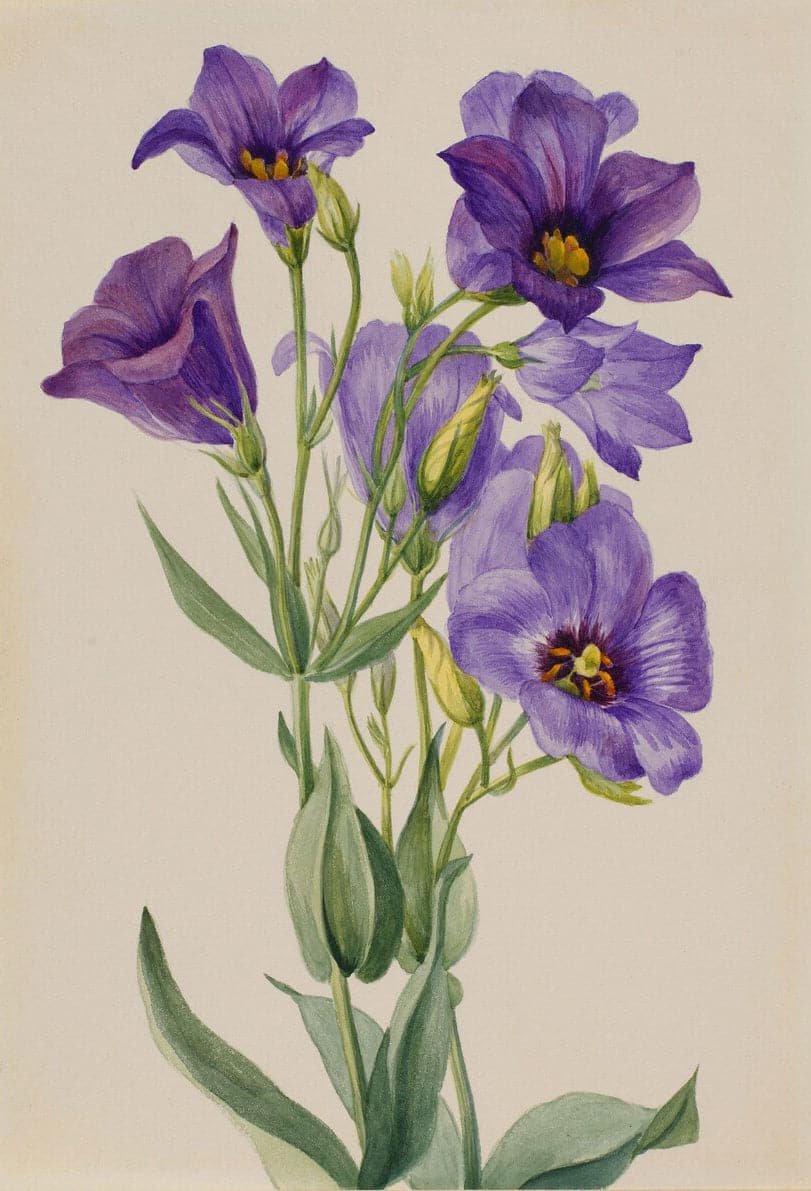 Pine Stretched  Framed 1 Panel - Eustoma russelianum (early 1930s) by Mary Vaux Walcott