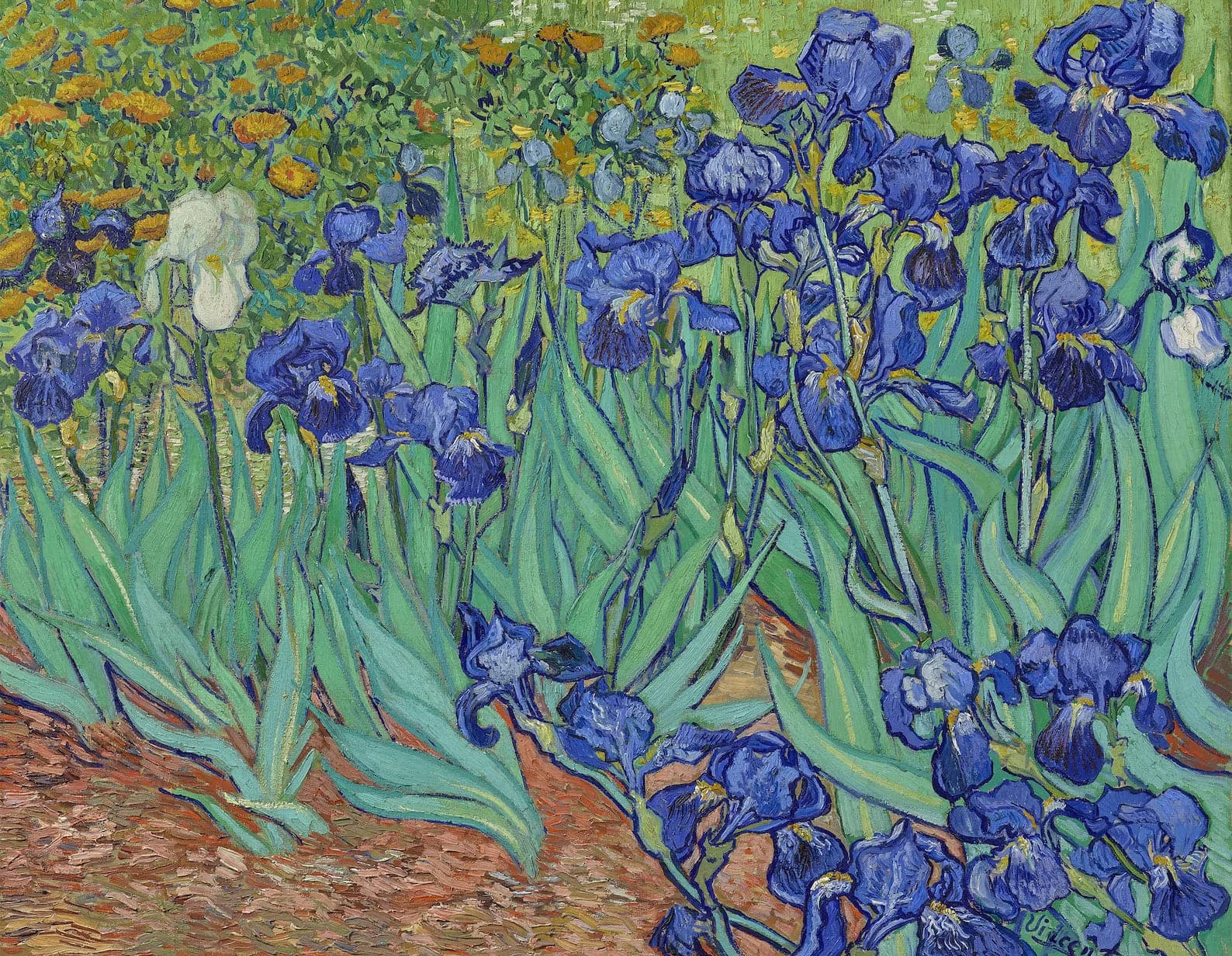 Pine Stretched  Framed 1 Panel - Irises (1889) by Vincent Van Gogh