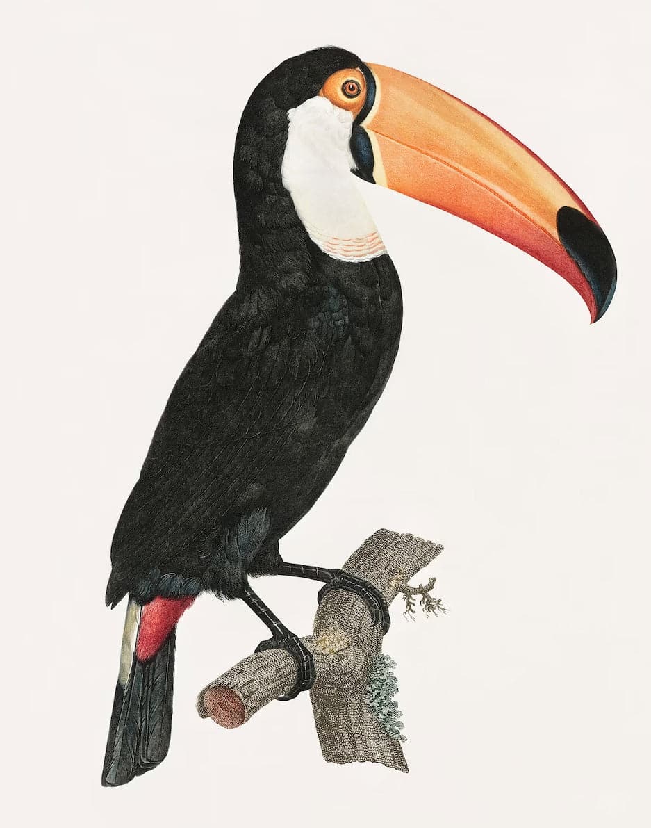 Pine Stretched  Framed 1 Panel - Toco Toucan (1806) by Jacques Barraband and Francois Levaillant