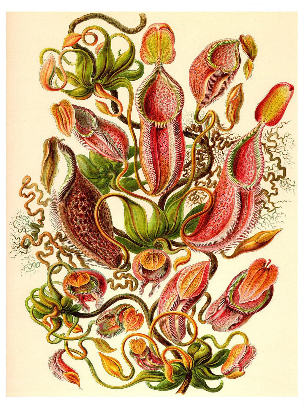 Pine Stretched  Framed 1 Panel - Ernst Haeckel Nepenthes