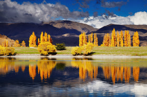 Pine Stretched  Framed 1 Panel - Lake Benmore, New Zealand