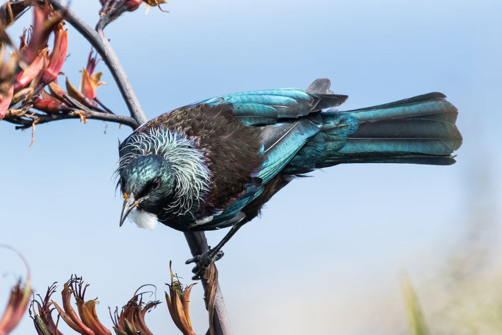 Pine Stretched  Framed 1 Panel - Tui