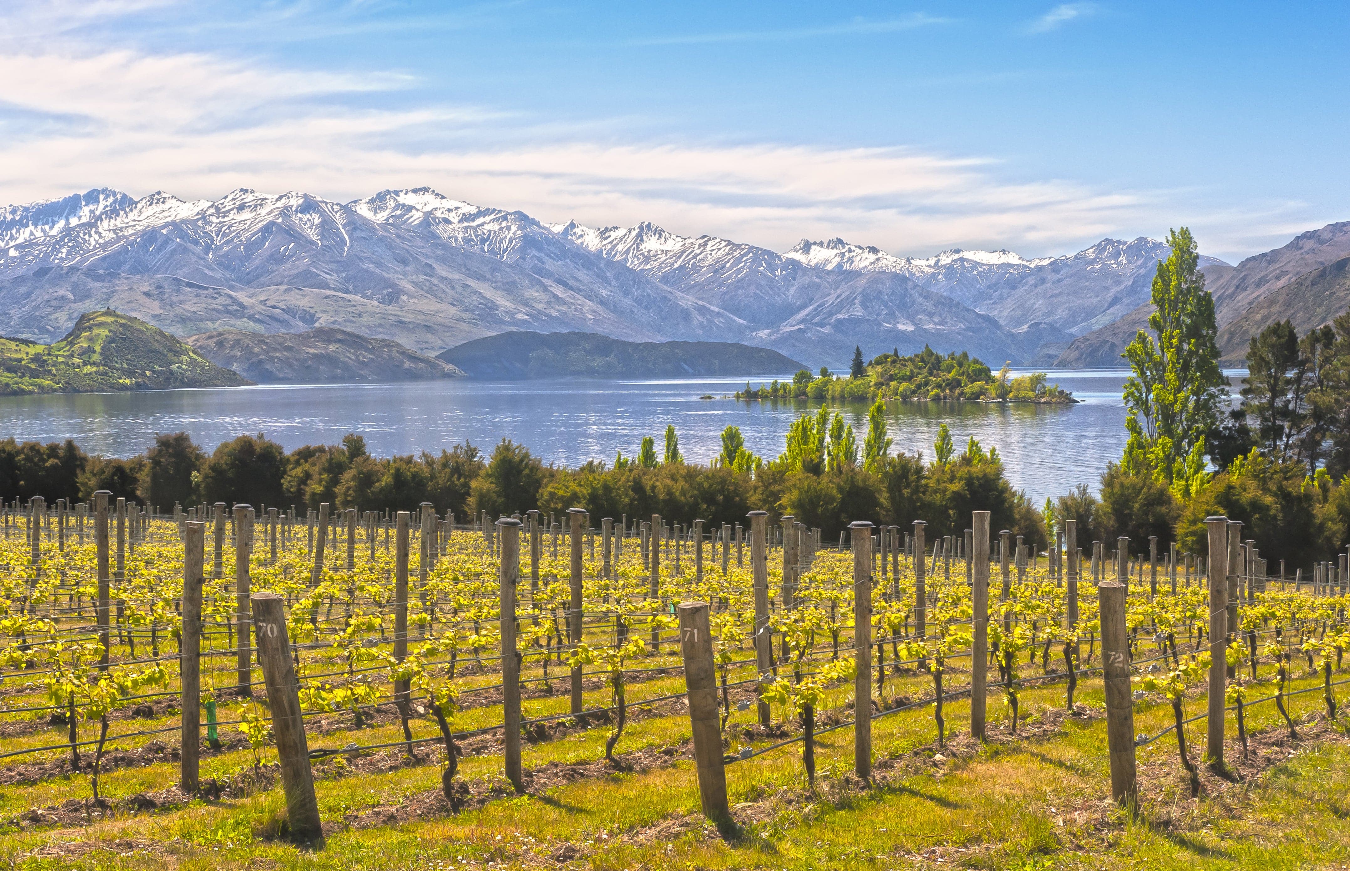 Pine Stretched  Framed 1 Panel - Vineyard on The Lake - New Zealand