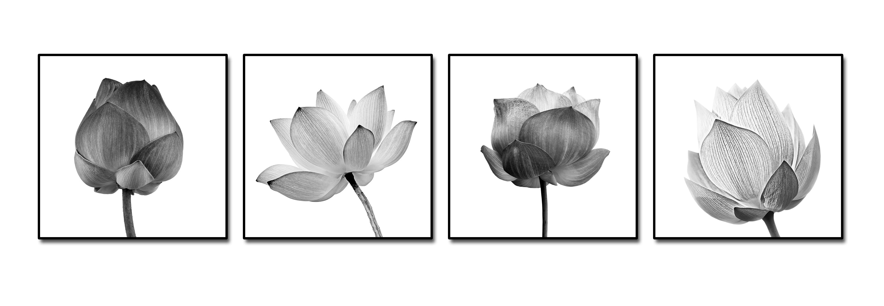 Framed 4 Panels - Isolated Lotus