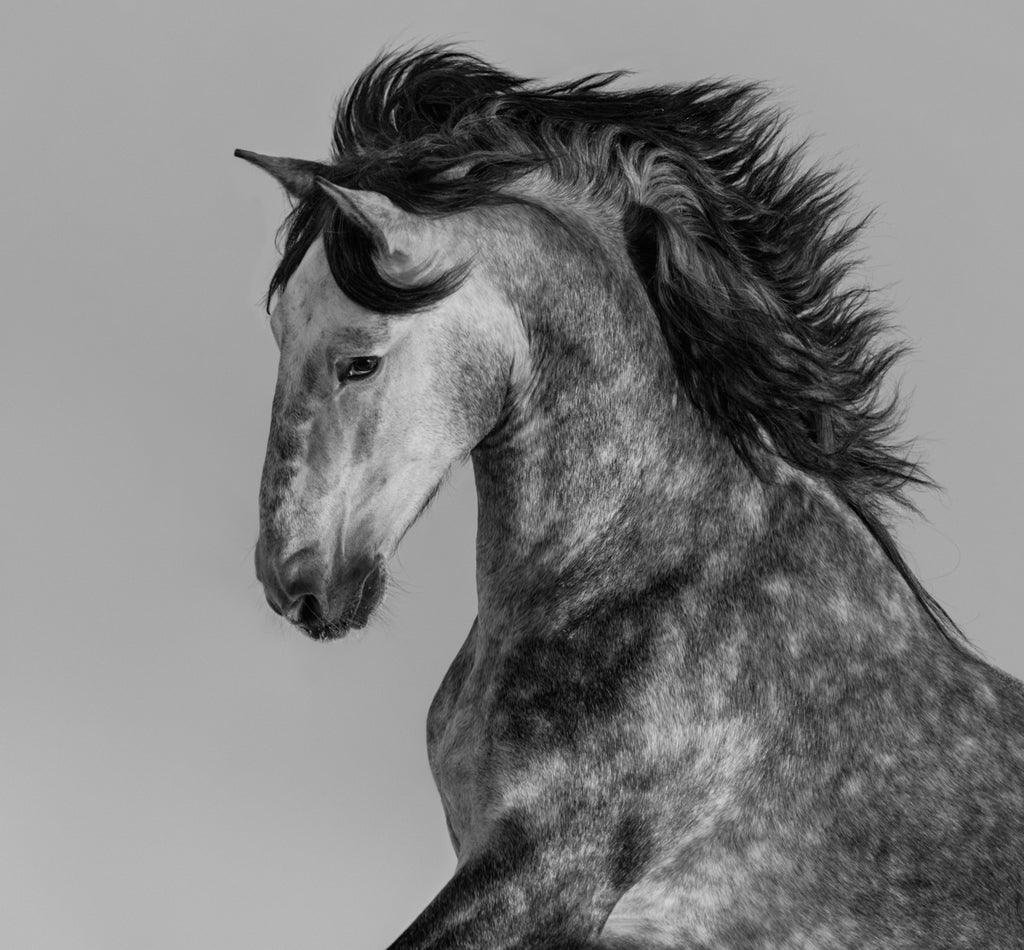 Pine Stretched  Framed 1 Panel - Andalusian Stallion