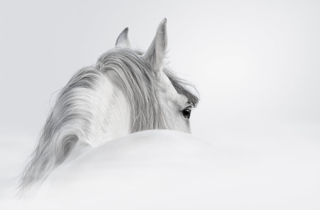 Pine Stretched  Framed 1 Panel - Andalusian horse in a mist