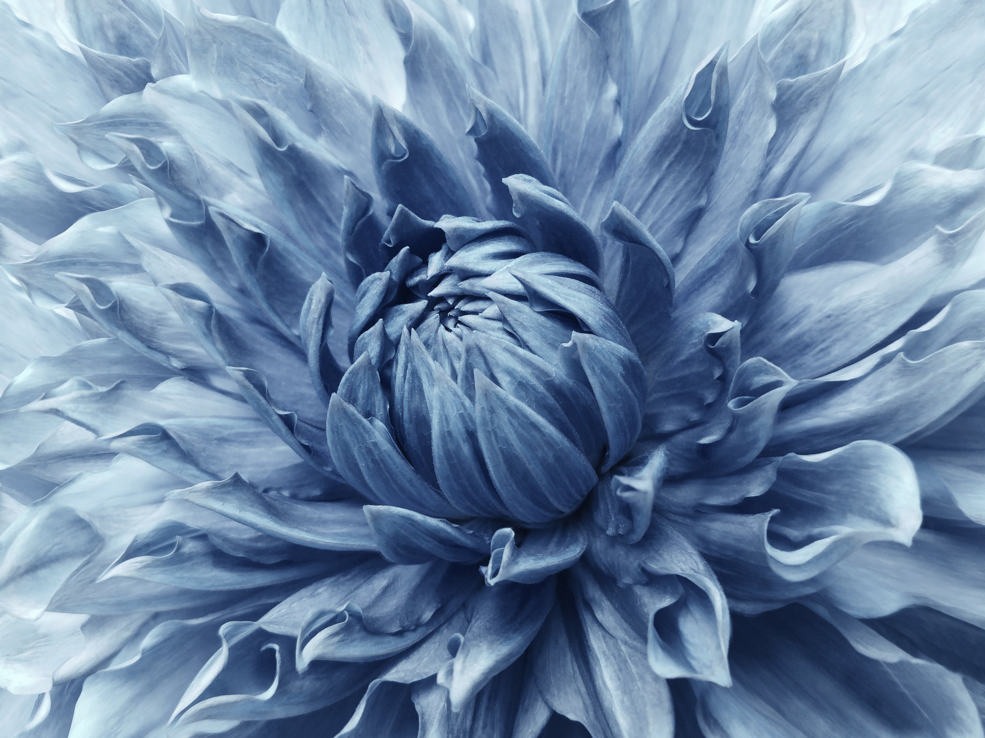 Pine Stretched  Framed 1 Panel - Dahlia Light Blue Flower