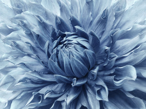 Pine Stretched  Framed 1 Panel - Dahlia Light Blue Flower
