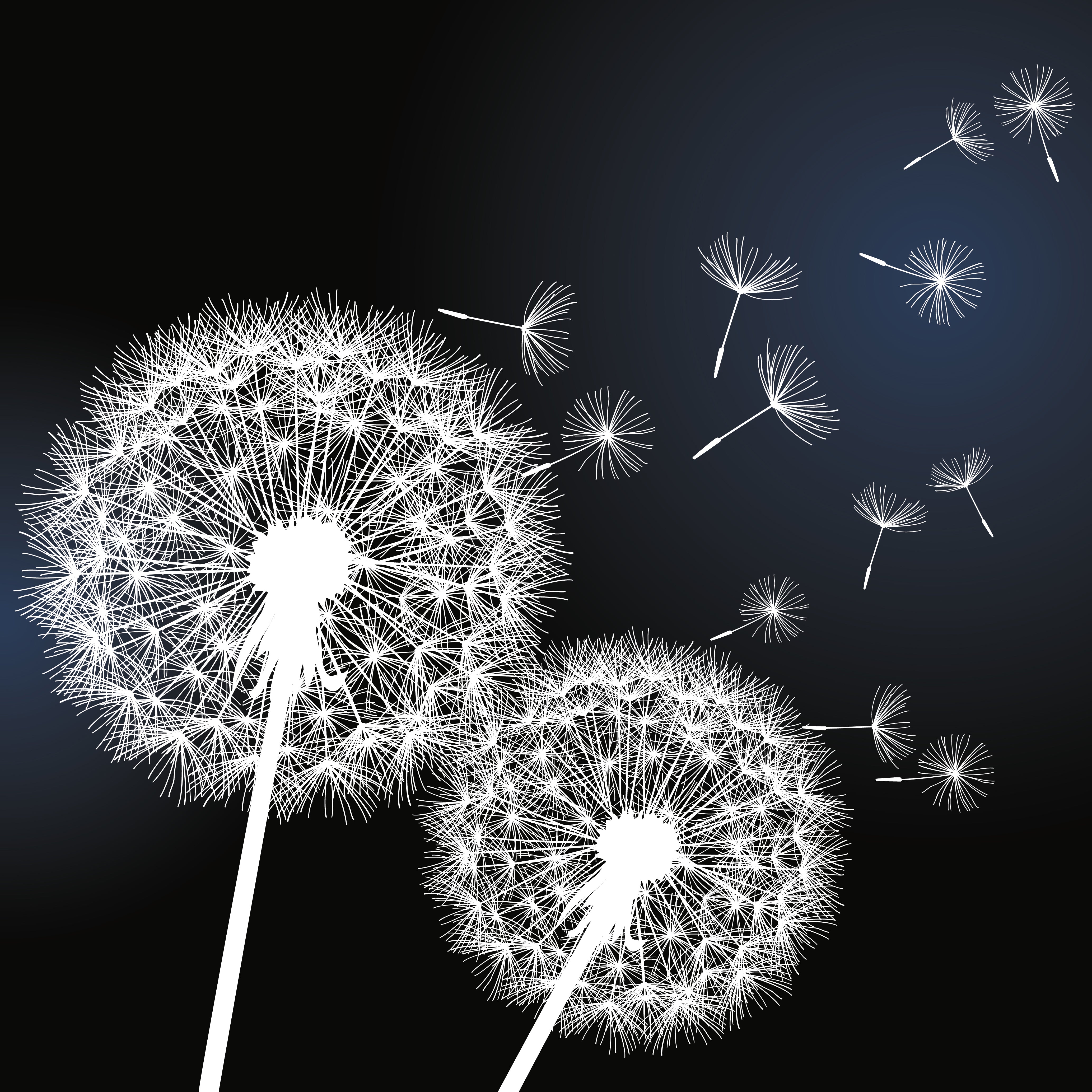 Pine Stretched  Framed 1 Panel - Dandelion Flower