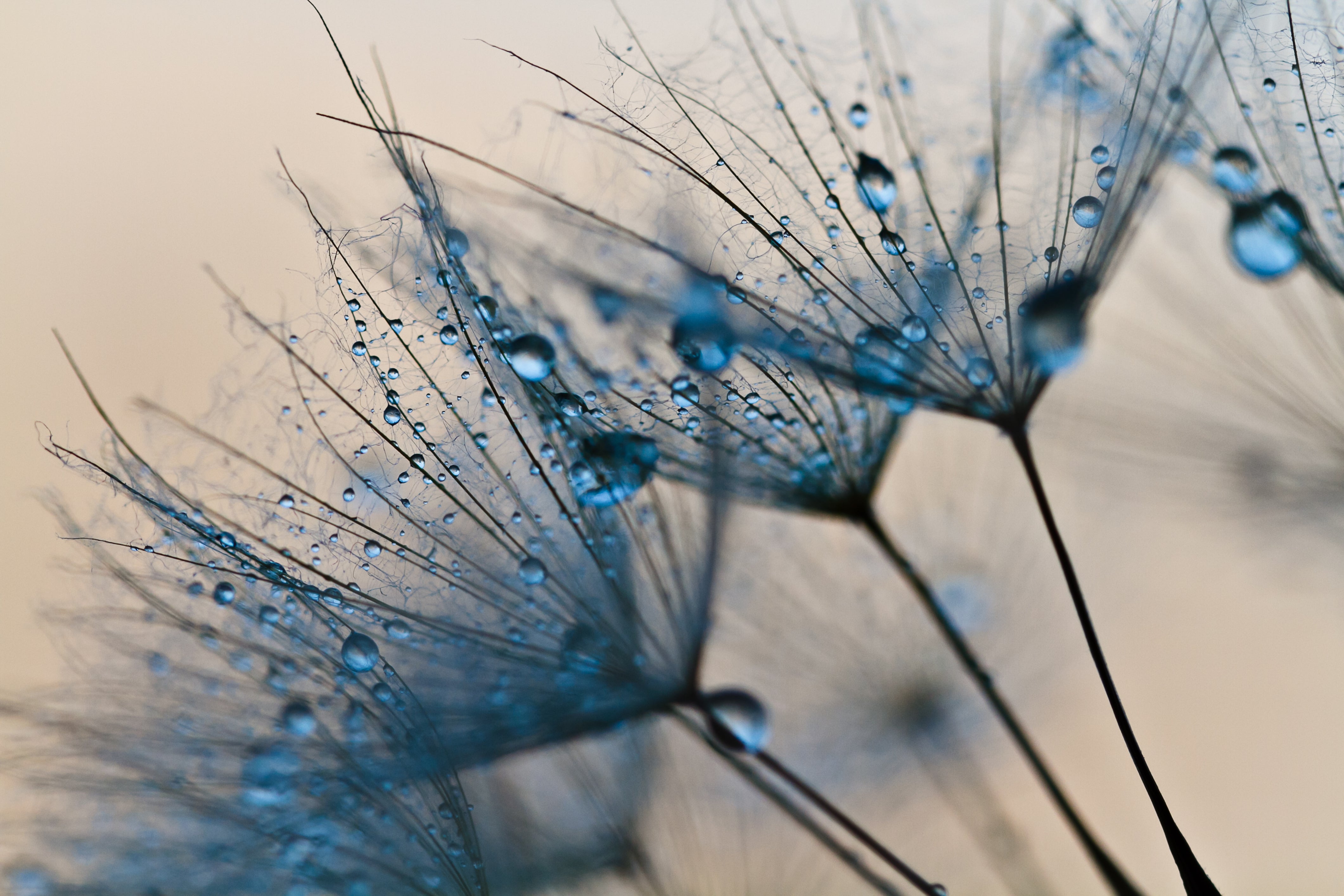 Pine Stretched  Framed 1 Panel - Dandelion Flower