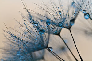 Pine Stretched  Framed 1 Panel - Dandelion Flower