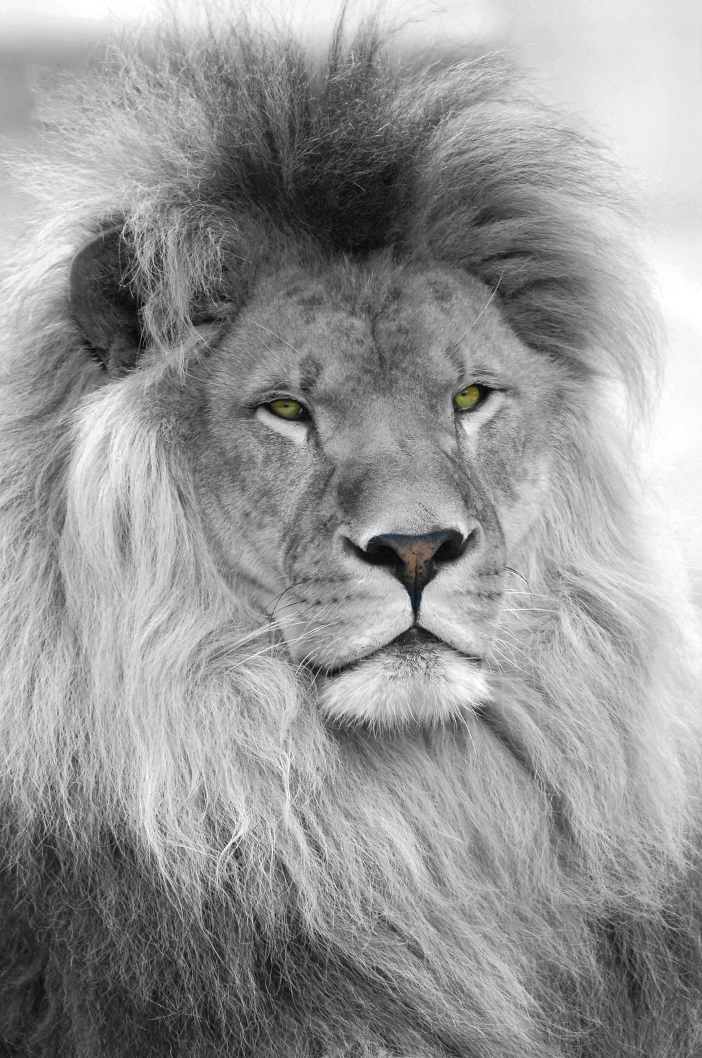 Pine Stretched  Framed 1 Panel - Lion