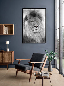 Pine Stretched  Framed 1 Panel - Lion