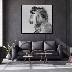 Pine Stretched  Framed 1 Panel - Andalusian Stallion