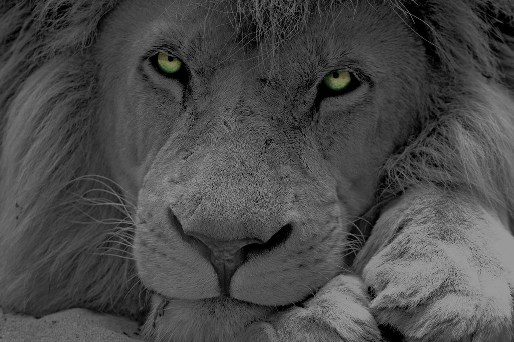 Pine Stretched  Framed 1 Panel - Lion