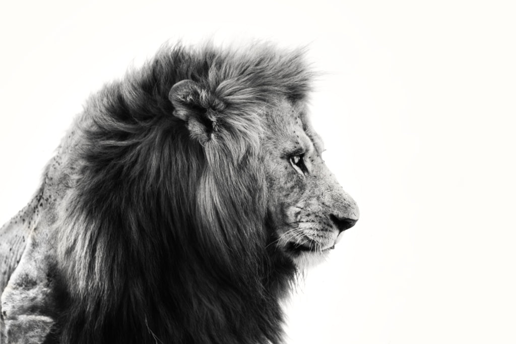 Pine Stretched  Framed 1 Panel - Lion