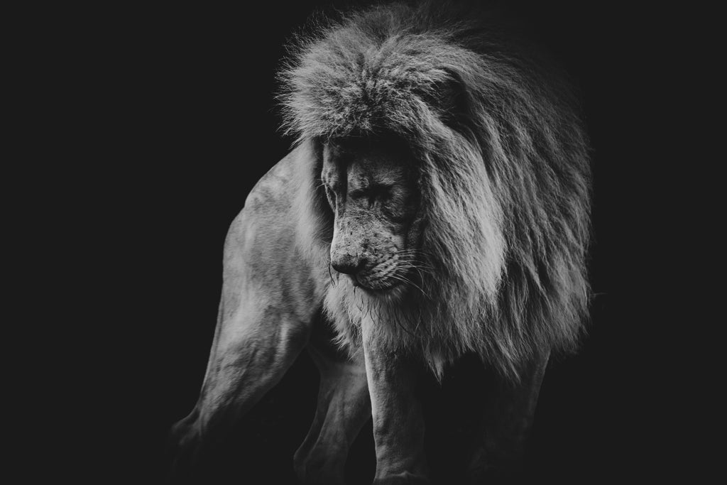 Pine Stretched  Framed 1 Panel - Lion