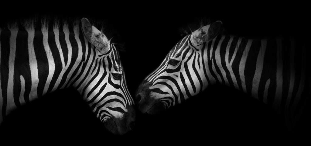 Pine Stretched  Framed 1 Panel - Zebras