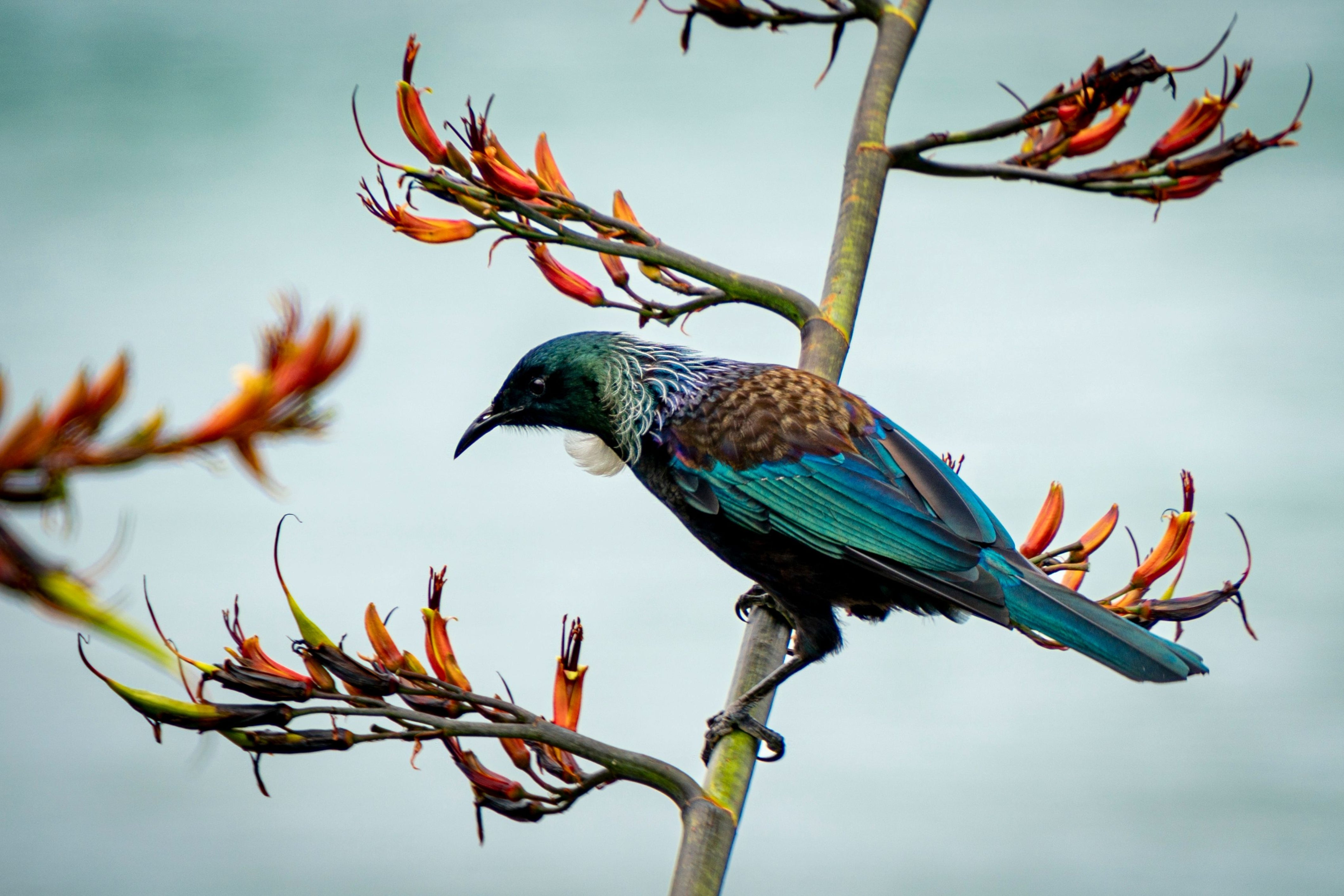 Pine Stretched  Framed 1 Panel - Tui