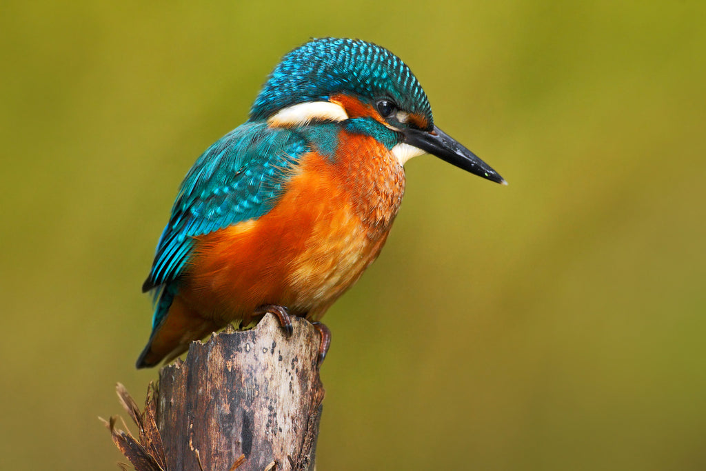 Pine Stretched  Framed 1 Panel -Kingfisher