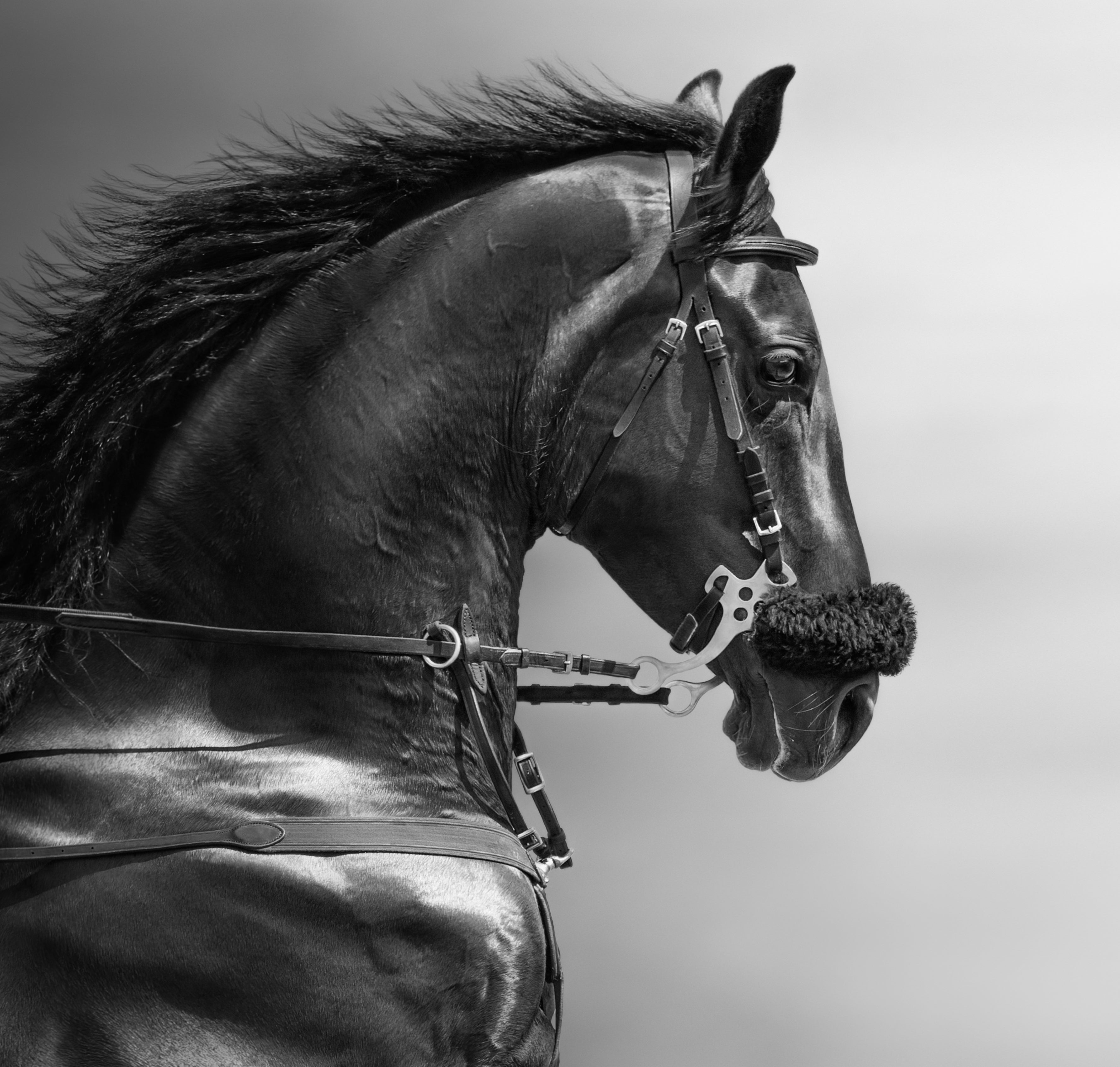 Framed 1 Panel - Portrait of a Sports Stallion