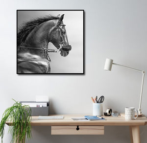 Pine Stretched  Framed 1 Panel - Portrait of a Sports Stallion