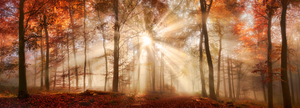 Pine Stretched  Framed 1 Panel - Rays of Sunlight in a Misty Autumn Forest