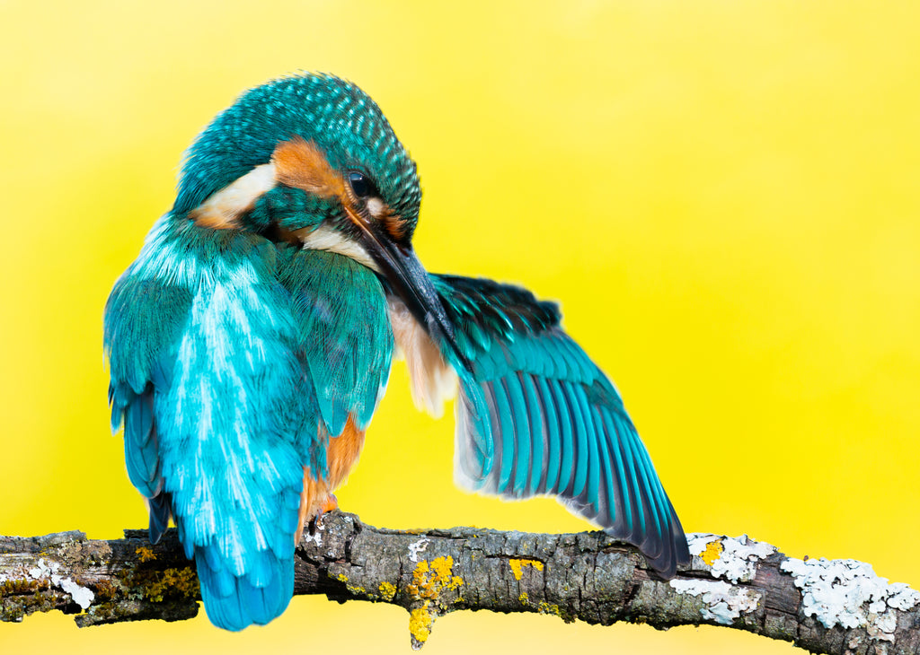 Pine Stretched  Framed 1 Panel - Kingfisher