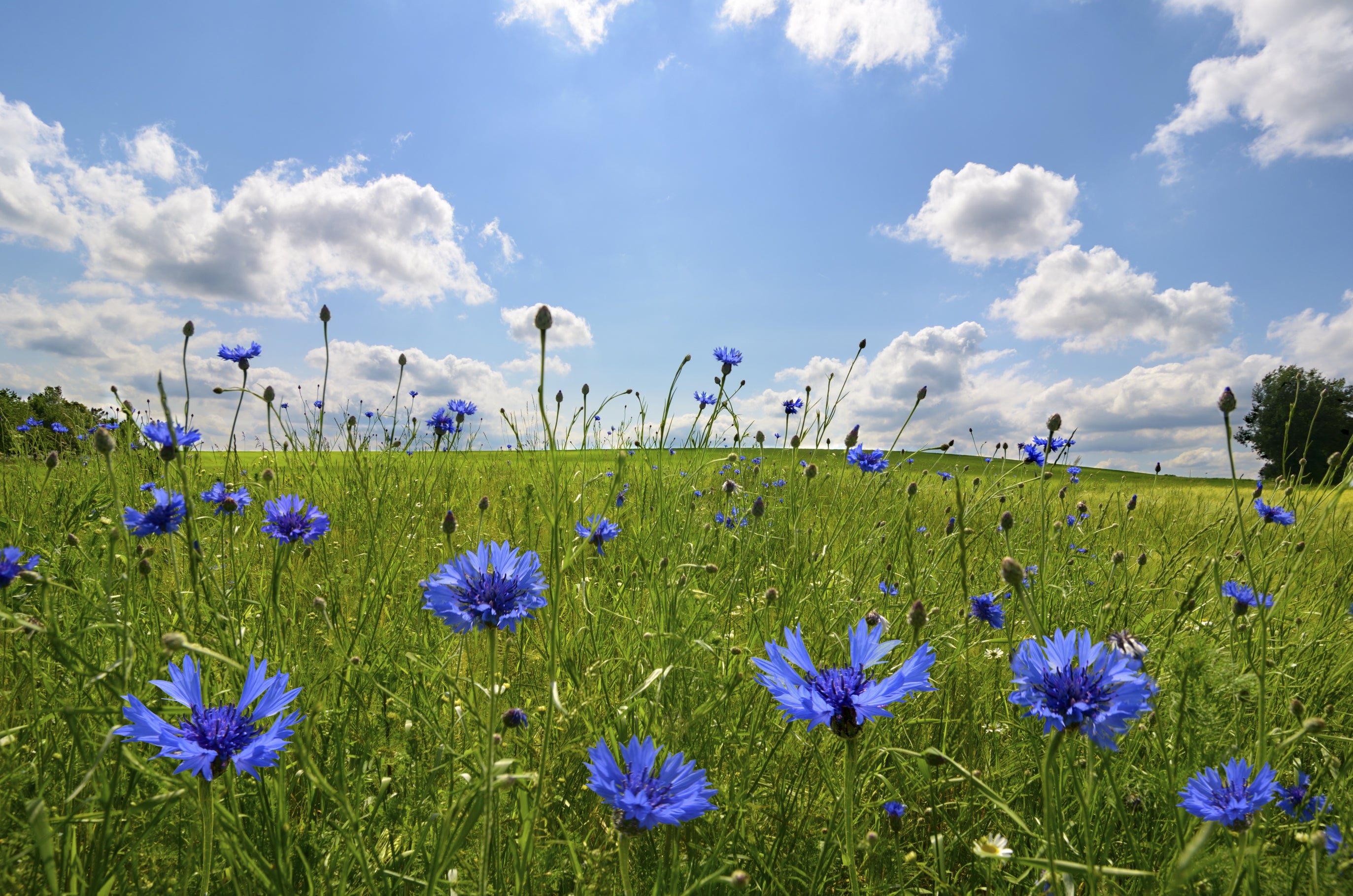 Pine Stretched  Framed 1 Panel - Meadow with corn flowers