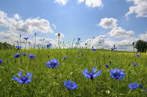 Pine Stretched  Framed 1 Panel - Meadow with corn flowers