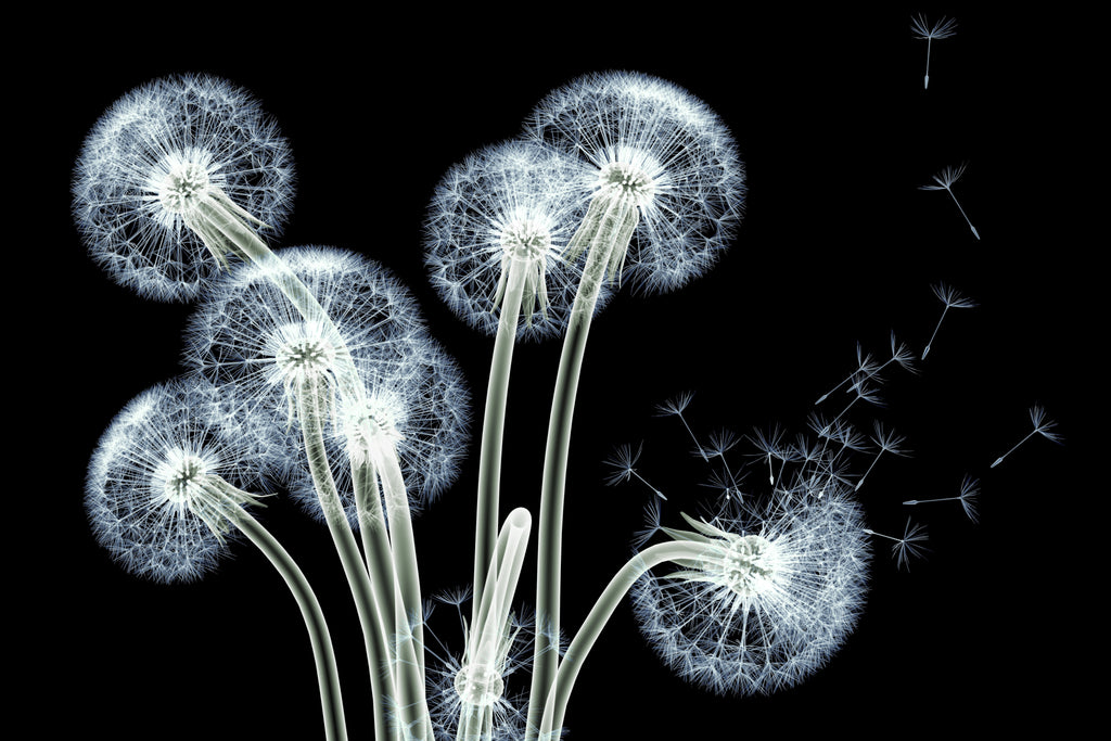 Pine Stretched  Framed 1 Panel - Dandelion