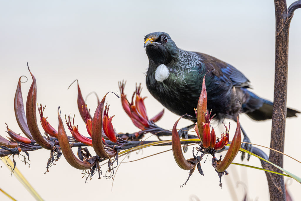 Pine Stretched  Framed 1 Panel - Tui