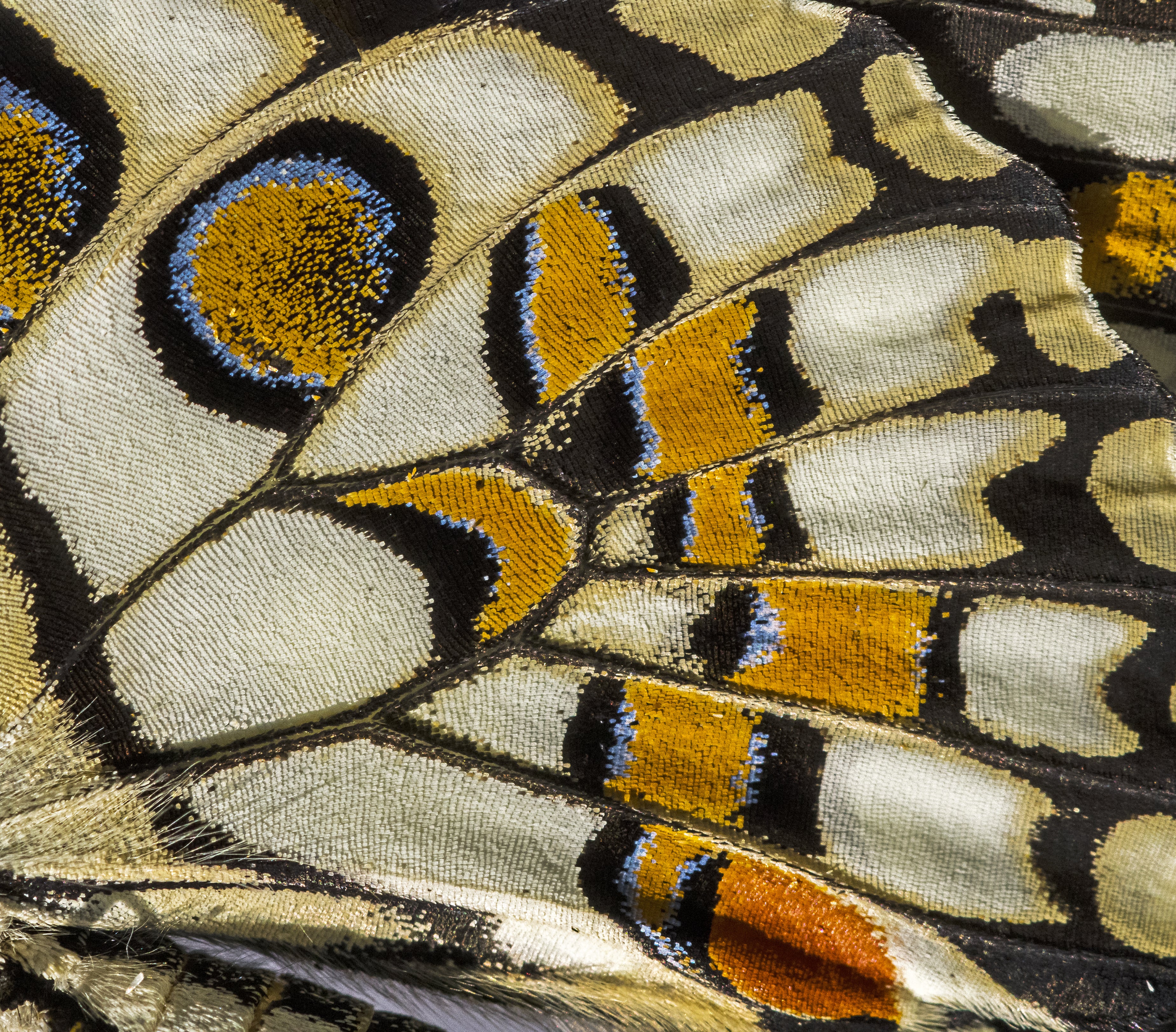 Pine Stretched  Framed 1 Panel - Wing Patterns of Lime Butterfly