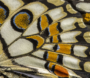 Pine Stretched  Framed 1 Panel - Wing Patterns of Lime Butterfly